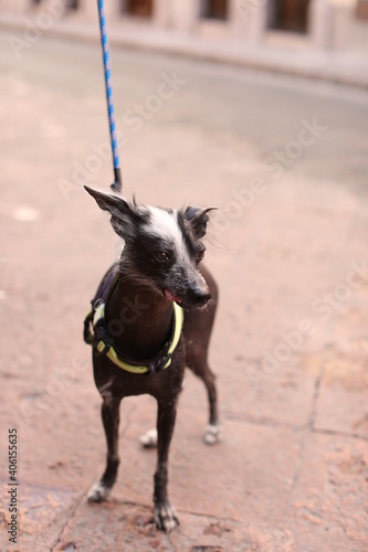 Wallpaper Mural Funny Xolo, Mexican Hairless Dog Close Up Portrait. Xoloitzcuintli Or Xolo For Short, Is A Hairless Breed Of Dog Torontodigital.ca