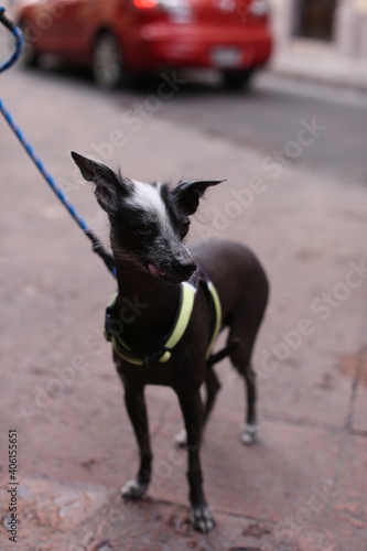 Funny Xolo, Mexican Hairless Dog Close Up Portrait. Xoloitzcuintli Or Xolo For Short, Is A Hairless Breed Of Dog