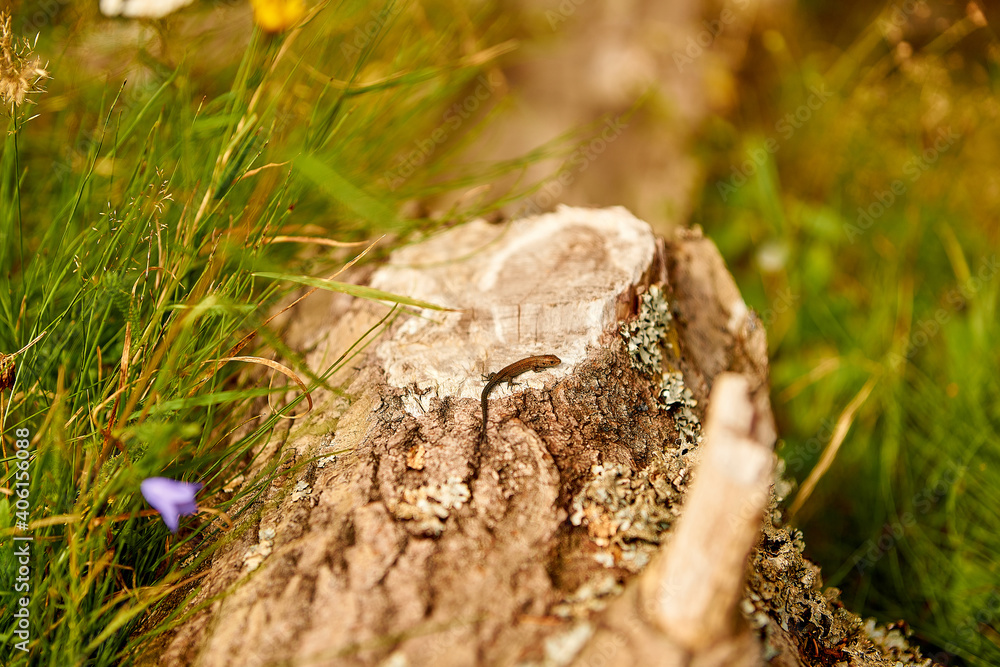 Lizard Lizard