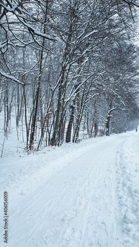 Winter forest. Street and sidewalk in a snowy forest, without people. © abrada