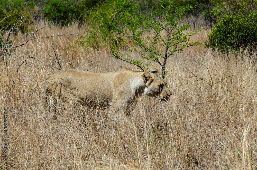 Obraz premium lion, femelle, lionne, Panthera leo, Afrique