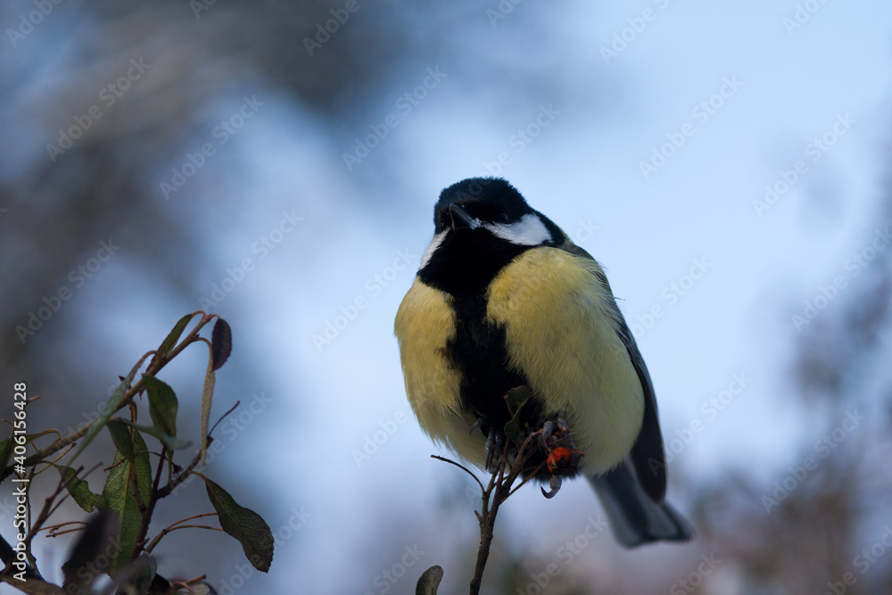 Naklejka premium Close up of bird great tit (Parus major) on tree, winter