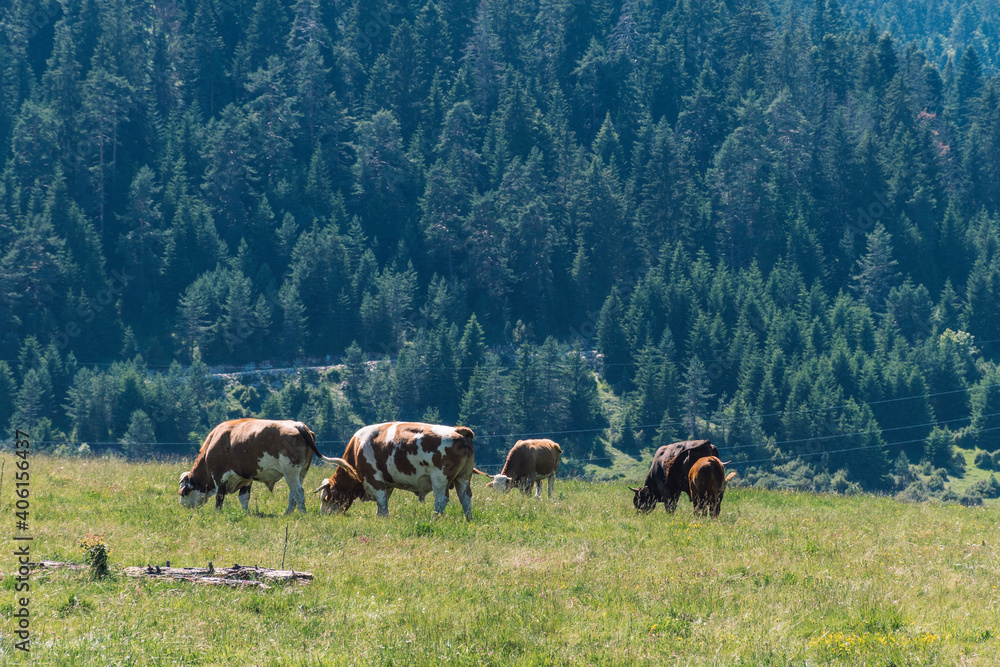 Fototapeta premium herd of cows