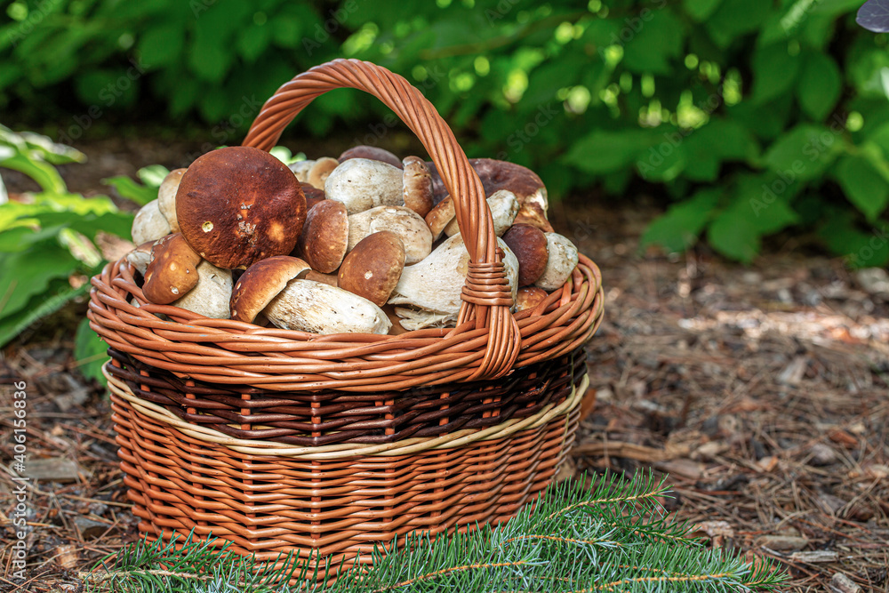 Fresh boletus mushrooms in the basket on wooden table Fresh boletus mushrooms in the basket on wooden table