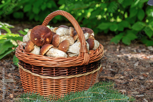 Fresh boletus mushrooms in the basket on wooden table