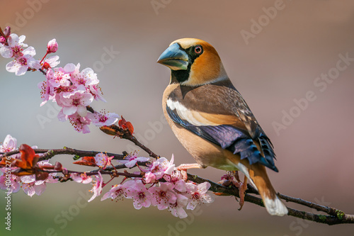 Canvas Print Male hawfinch, coccothraustes coccothraustes, single bird on blossom