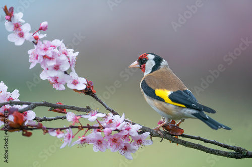 Goldfinch, Carduelis carduelis, single bird on blossom