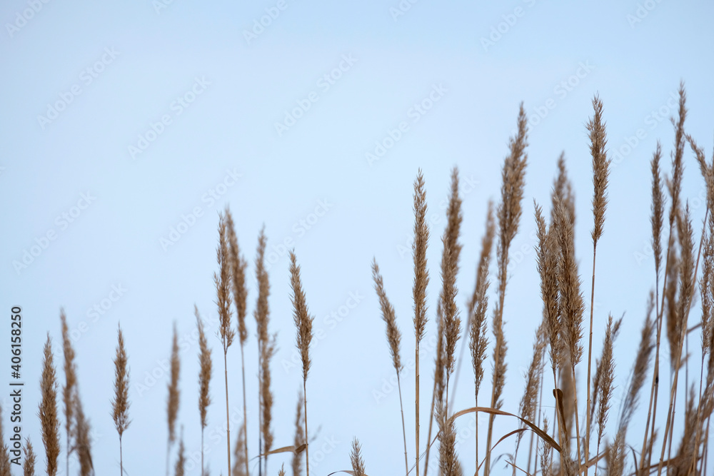 Fototapeta premium Gray reeds on the river. Spring, winter, popular color