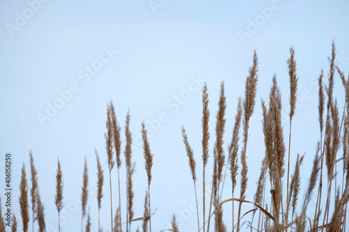 Gray reeds on the river. Spring  winter  popular color