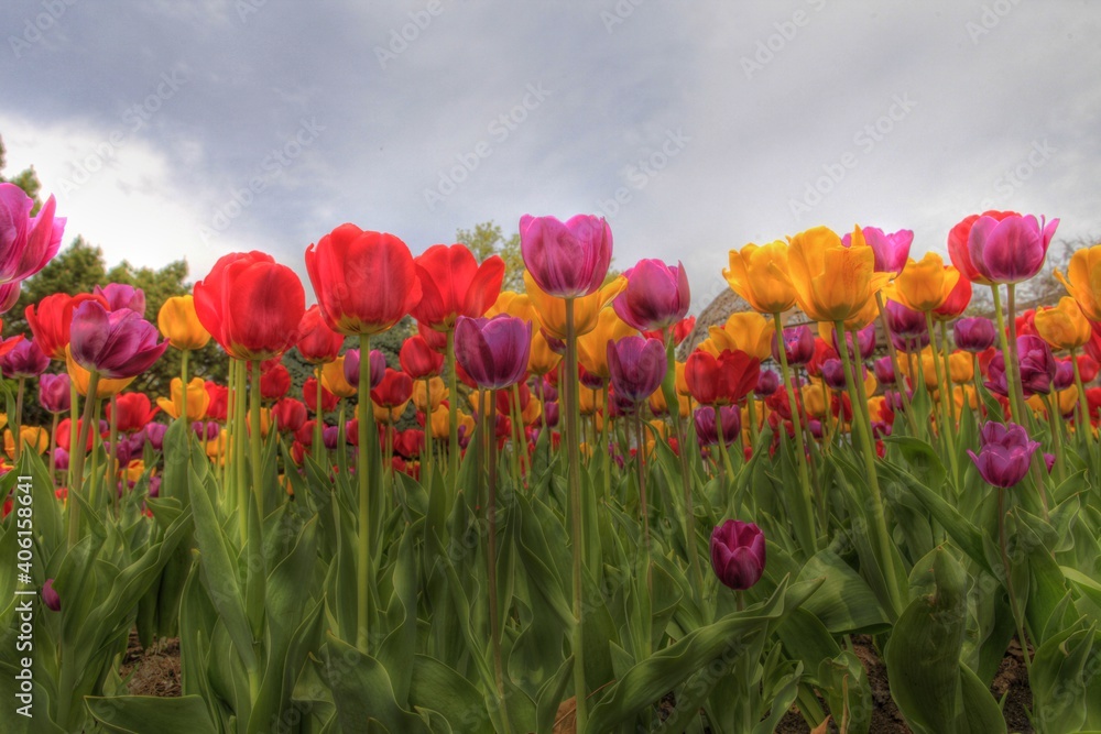 Obraz premium Group of colorful spring tulips low angle Sunken Garden Lincoln Nebraska Lancaster County
