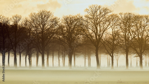 Row trees in a low-hanging mist