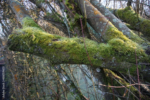 Melford Country Park  January 2021