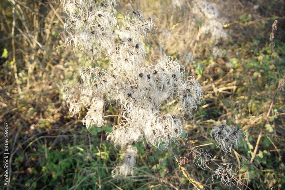 Clematis seed pods in winter sunny day, Melford Country park Clematis seed pods in winter sunny day, Melford Country park