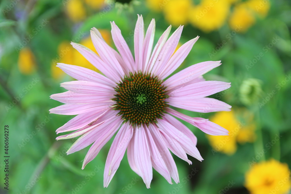 Fototapeta premium Flower head, Pink, Meadow, Farm, Close up, Poland
