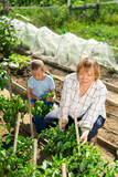 Grandmother and grandson work on a bell peppers plantation. High quality photo