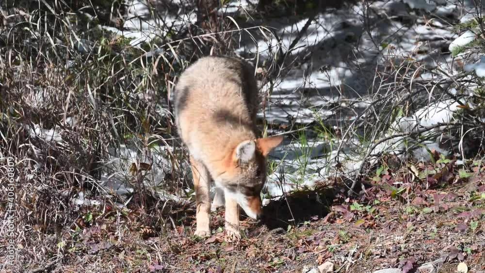 Coyote in the Canadian wilderness Coyote in the Canadian wilderness