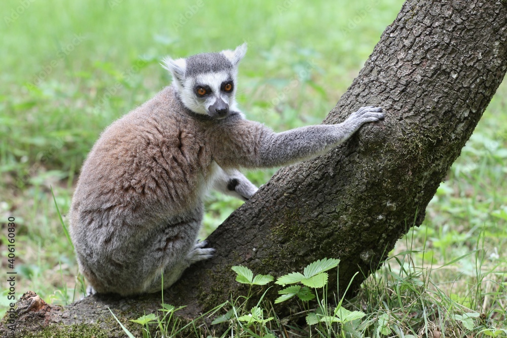 Lemur Catta in the nature