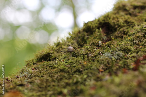 Small mushroom surrounded by green moss on a tree