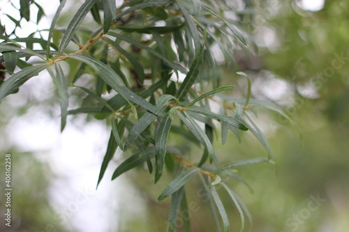 Wallpaper Mural Close up image of sea buckthorn leaves with blurred background Torontodigital.ca