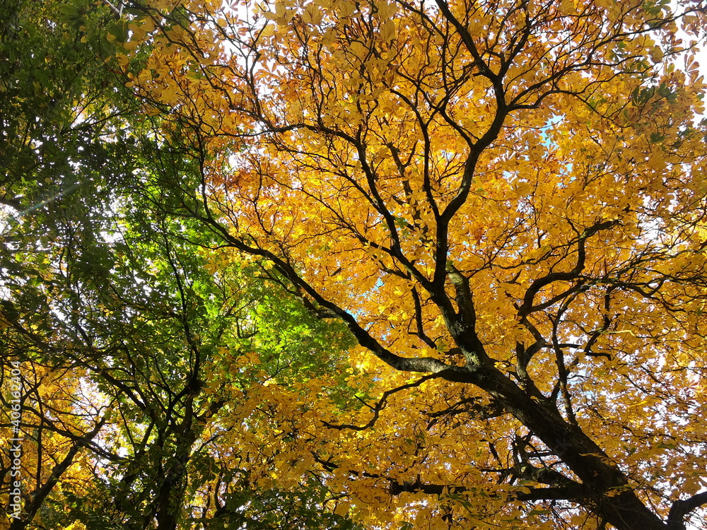 Autumn, Fall, Orange leafs, Tree branches, Forest Woodland, Poland Autumn, Fall, Orange leafs, Tree branches, Forest Woodland, Poland
