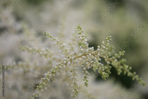 Macro Photo, Flower, White 
