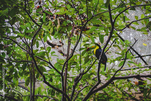 Tucan dentro de una reserva natural dentro de la selva Lacandona en Chiapas, México photo