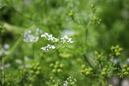 Flourishing Tiny White Natural Flowers