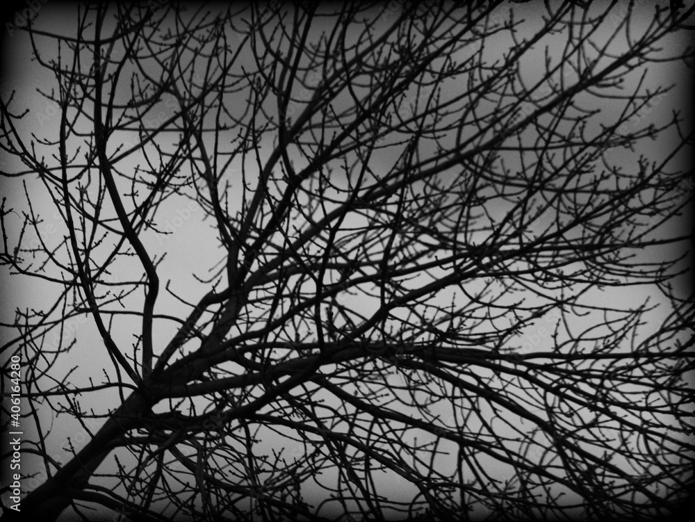 Obraz premium Black and White Winter Tree Branches Outside