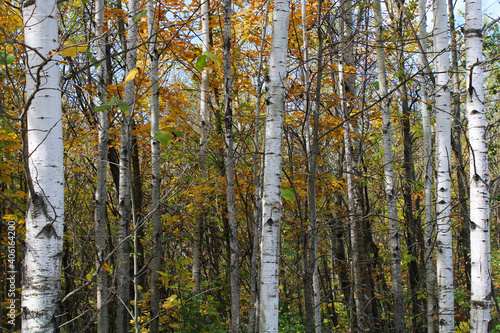 Birch Trees with Autumn Leaves
