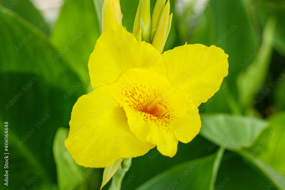 黄色いカンナの花