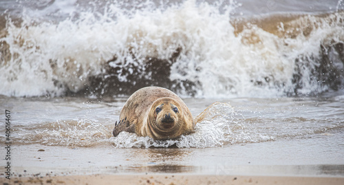 Vászonkép Seal coming ashore from the sea