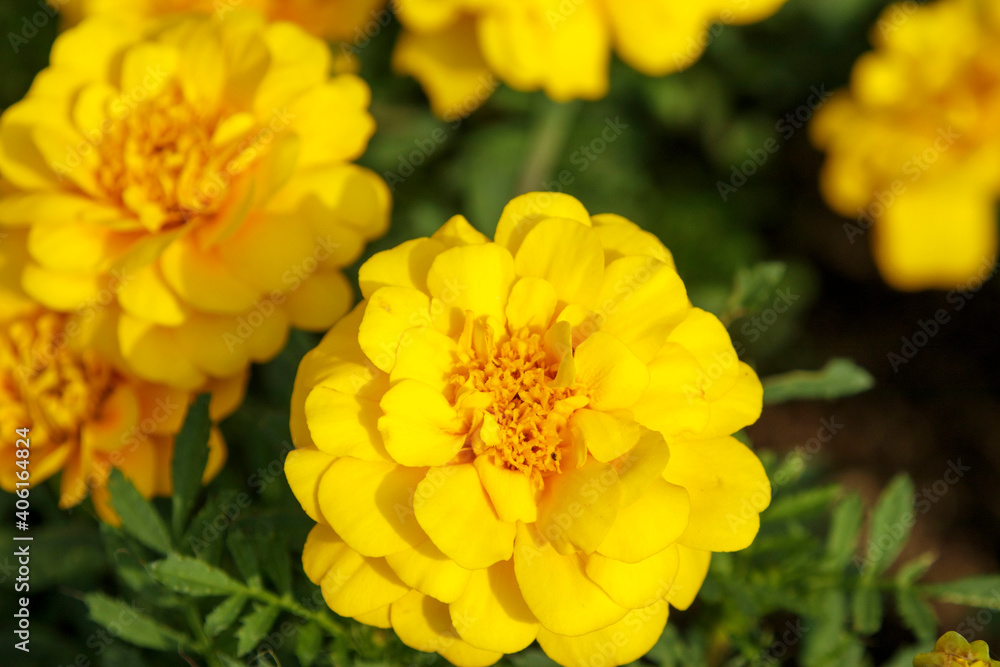 マリーゴールドの黄色の花 マリーゴールドの黄色の花