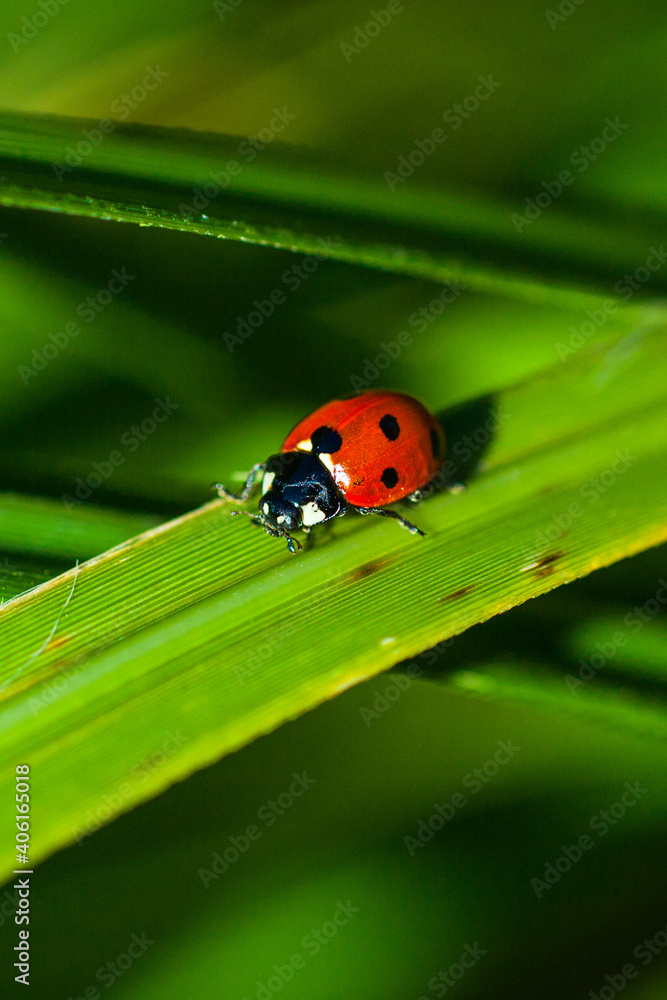 ladybird insect nature wildlife leaf macro close up bug green beattle ladybird insect nature wildlife leaf macro close up bug green beattle