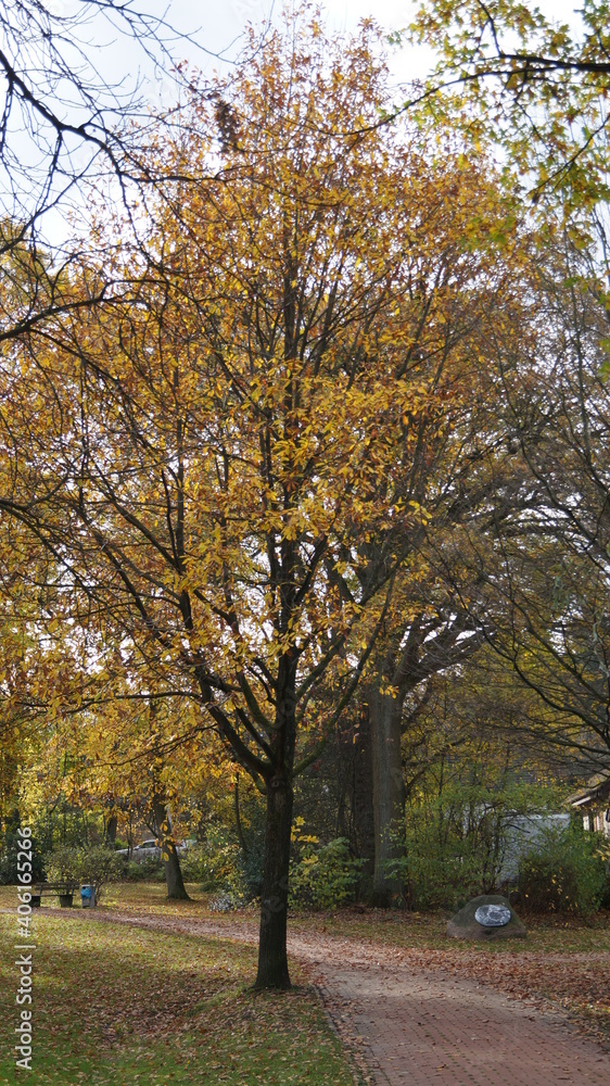 Fototapeta premium the view through the autumn leaves of a tree into the sky