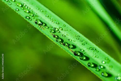 dew on grass water drops on grass green grass nature plant macro close up raindrop