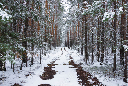 Śnieżna zima w sosnowym lesie.