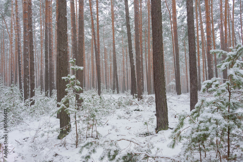 Sosnowy las zimą, pod grubą pokrywą śniegu. photo