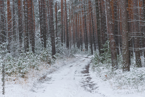 Fototapeta Naklejka Na Ścianę i Meble -  Śnieżna zima w sosnowym lesie.