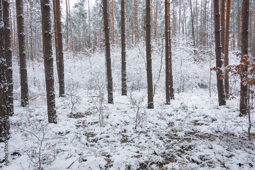 Sosnowy las zimą, pod grubą pokrywą śniegu.