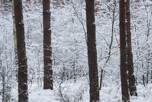 Sosnowy las zimą, pod grubą pokrywą śniegu. photo