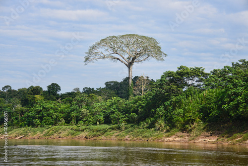 A giant ceiba (kapok) tree along the Tambopata River, Peruvian Amazon photo
