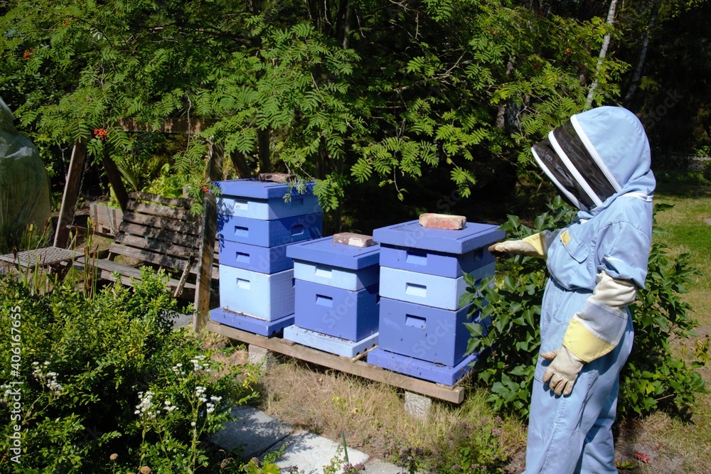 Beekeeper standin at blue beehives Beekeeper standin at blue beehives
