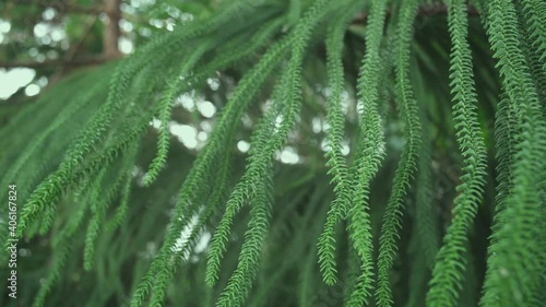 Wallpaper Mural Beauty green branch elder of araucaria tree Torontodigital.ca