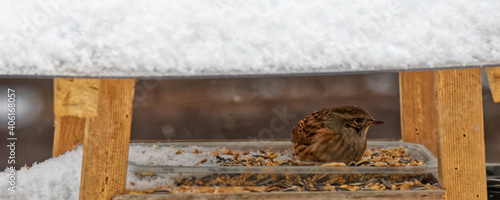 accenteur mouchet dans mangeoire en hiver sous la neige photo