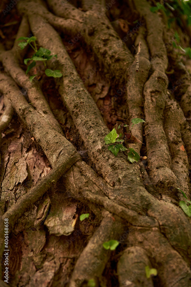 Obraz premium Baum mit Efeu umschlungen