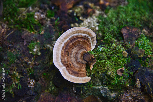 fungus on a fallen log in the Peruvian Amazon