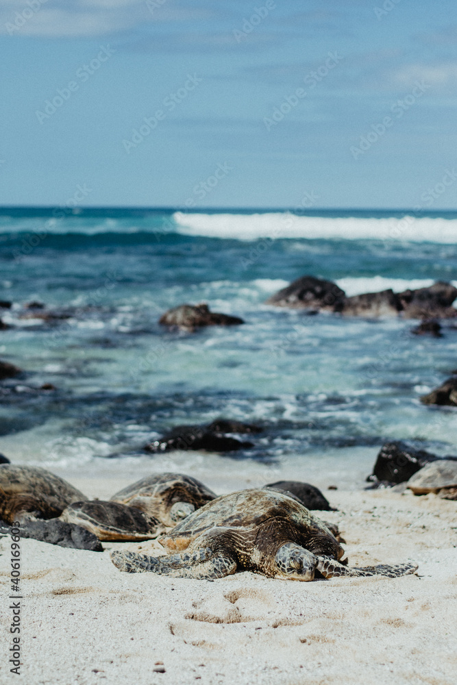 Turtles resting on the beach