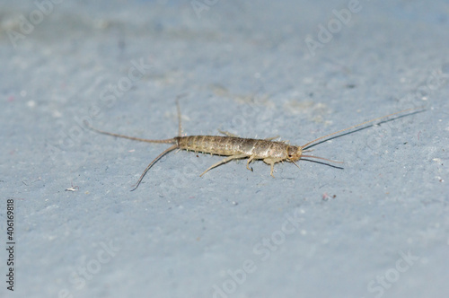 Silverfish (Lepisma saccharinum) is a species of small, primitive, wingless insect in the order Zygentoma.