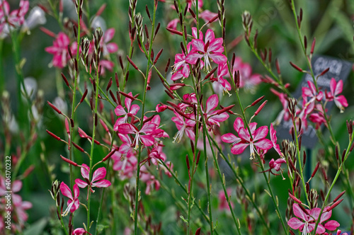 Gaura lindheimeri close up in a flower border photo