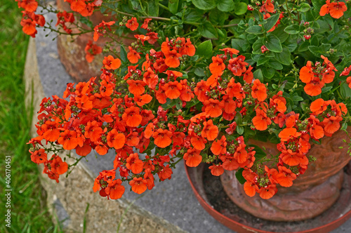 Detail of a flowering container of with Diascia  Little Tango 